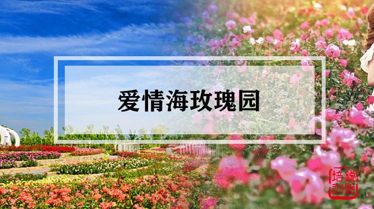 爱情海玫瑰园 
